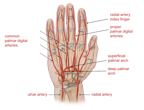 Wrist Hand Anatomy